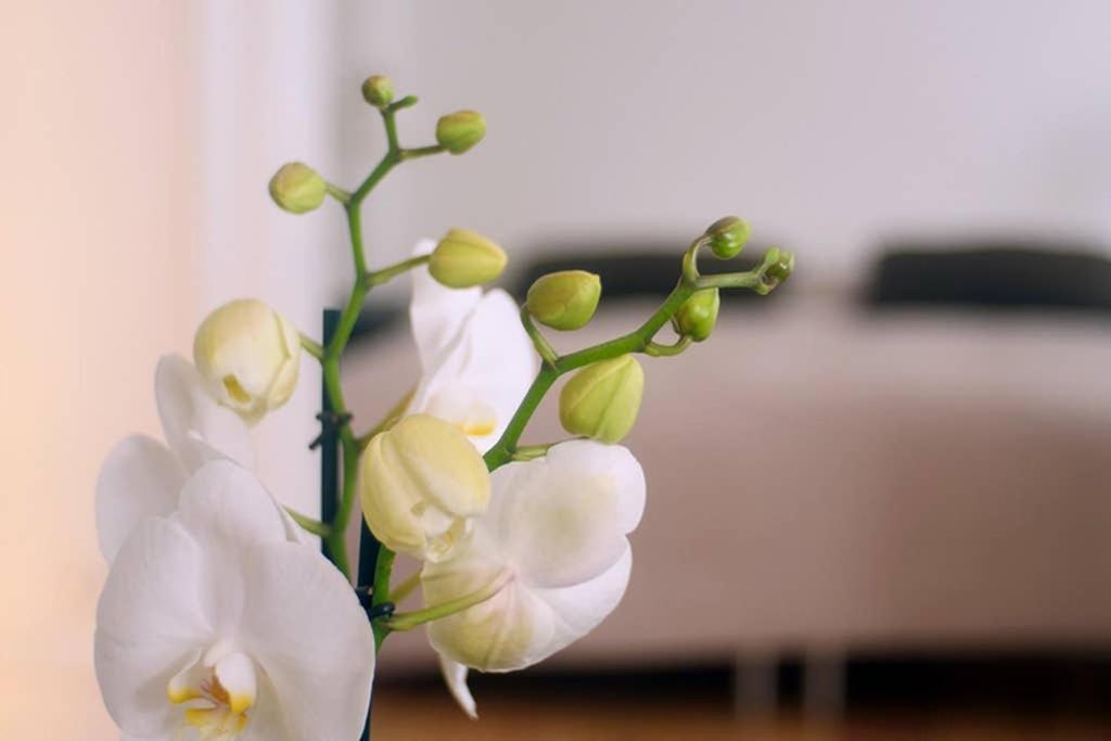 Next To New Harbor / 3 Bedroom & 2 Bath Rooms Kopenhagen Buitenkant foto
